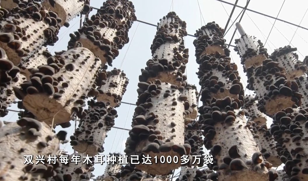 梅河口市双兴镇 汇新小碗木耳
