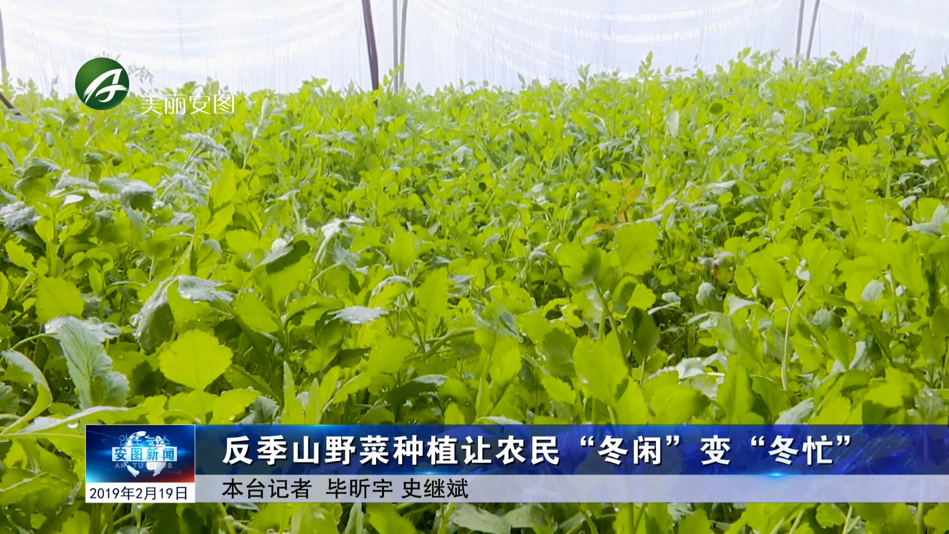 反季山野菜种植让农民“冬闲”变“冬忙”