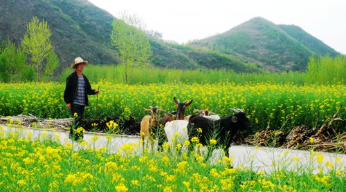 发展合作社 助农奔富路