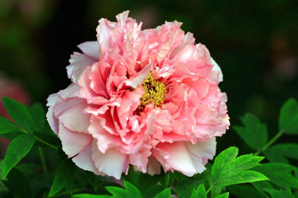 春日里的那些花儿