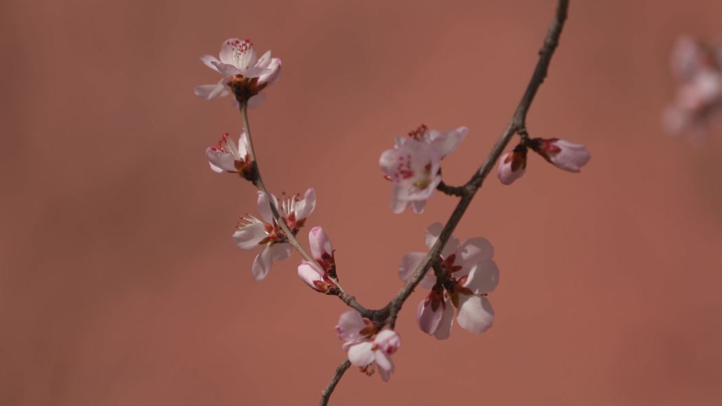 东丰：春暖花开，人间最美四月天