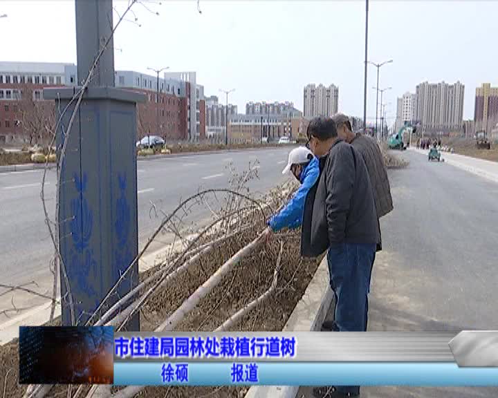 市住建局园林处栽植行道树