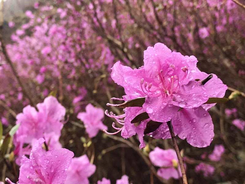 谷雨 | 集安四月—芳菲满路映山红