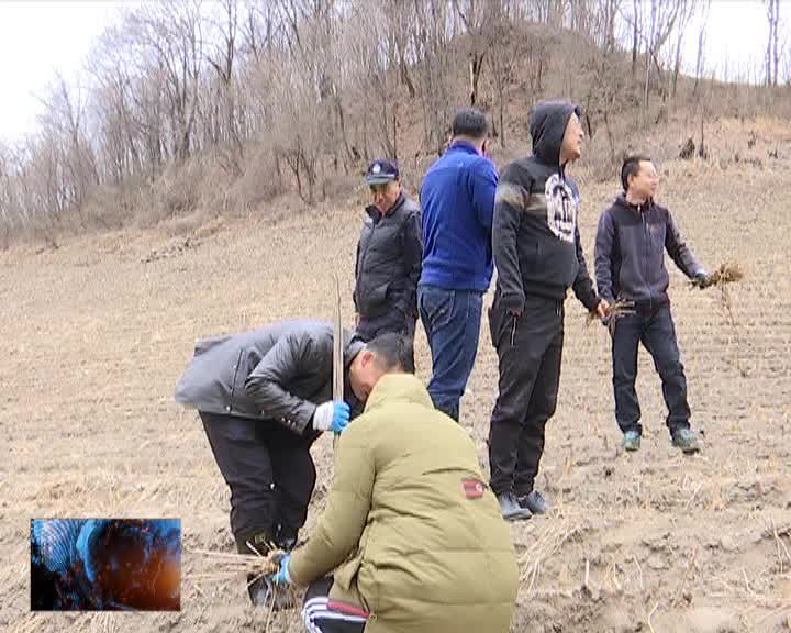 取柴河镇大桥村组织农民栽植刺嫩芽树苗