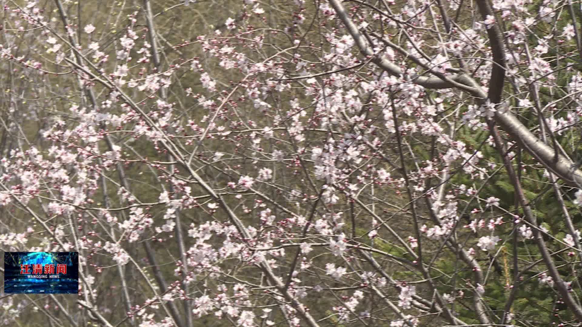 04月23日 京桃花开 与春相约