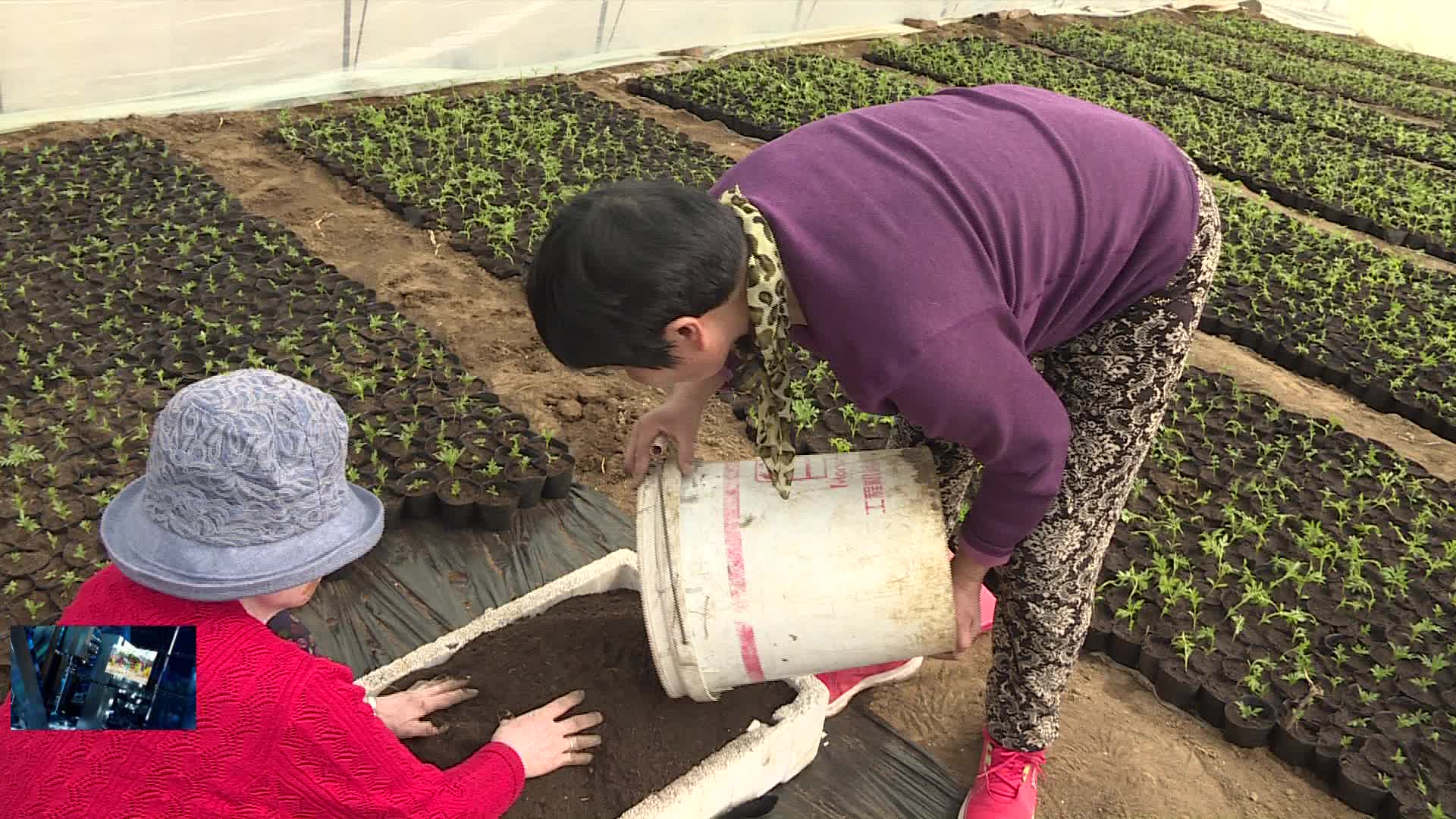 04月23日 城关村：精选花种早育苗