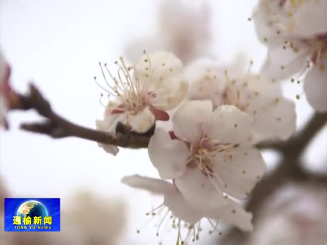 杏花飘香时 游客踏春来