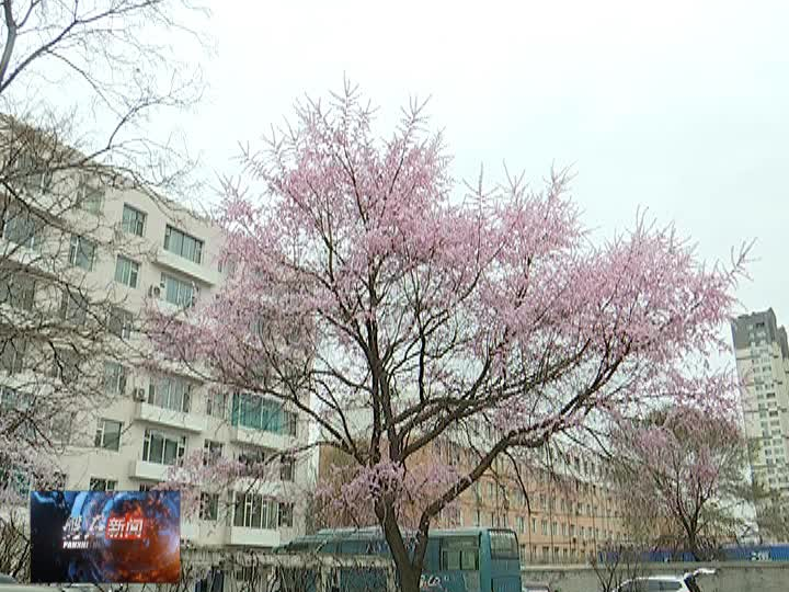 鲜花扮靓石城