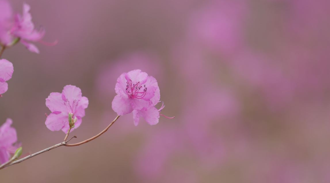 微视频|赏花季：一起来东丰杜鹃花谷吧！