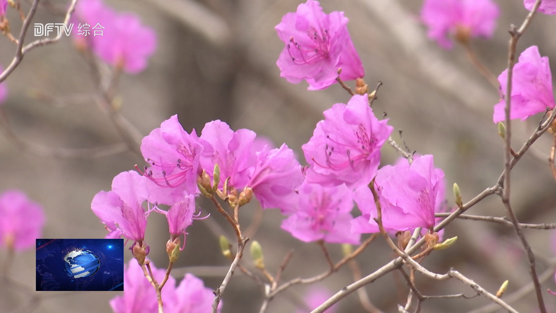 东丰：杜鹃花开惹人醉  精心筹备待游人