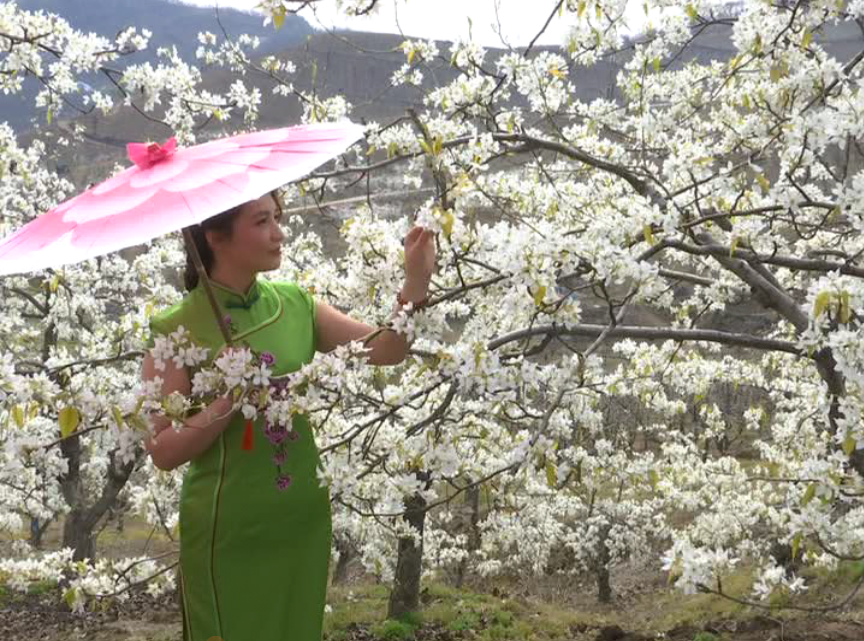 集安又见雪海，天梨山庄第三届梨花节开幕