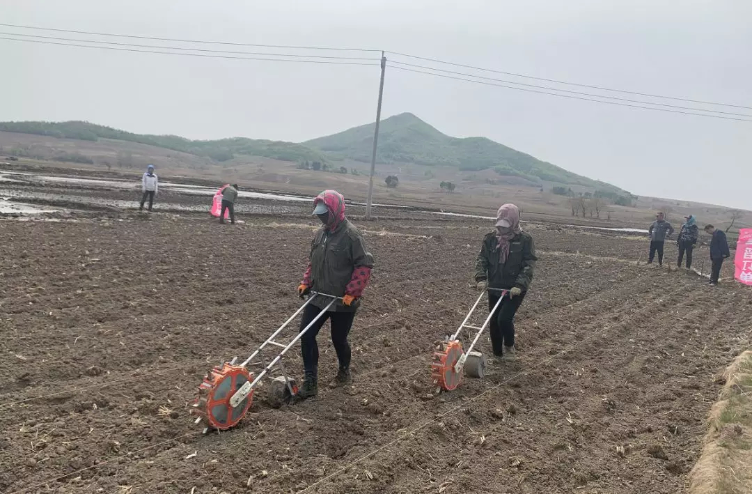 富太镇开始全面播种新品种旱香稻