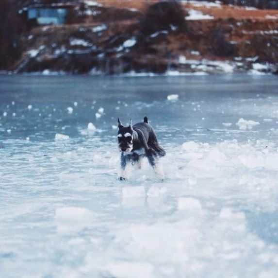 冰上遛狗坠河身亡，之后......