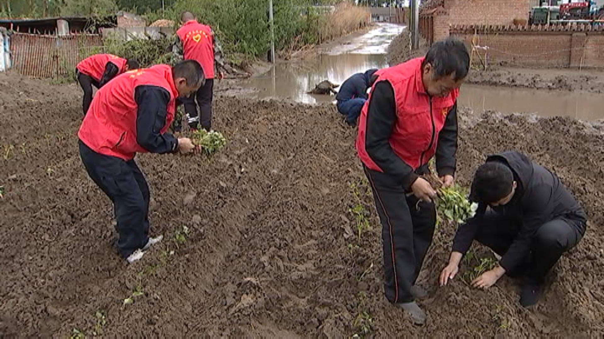 地瓜栽进卧虎贺家 产业助推精准扶贫