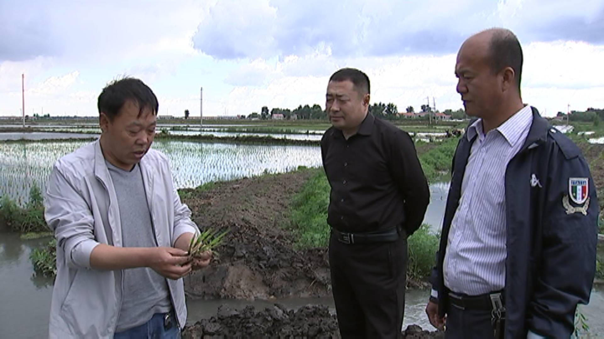 我市部分水田出现积水 水稻专家给出建议