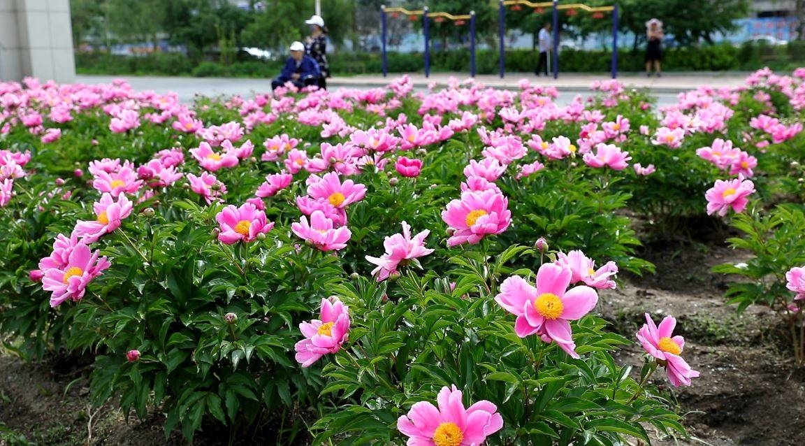 微视频|芍药——情有所钟 依依惜别 难舍难分 真诚不变