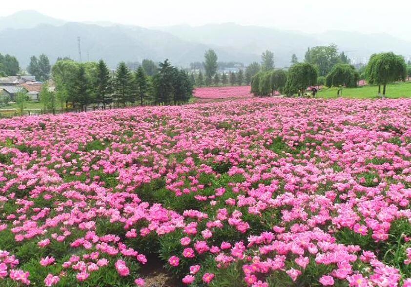 集安“花事”之芍药花开正艳