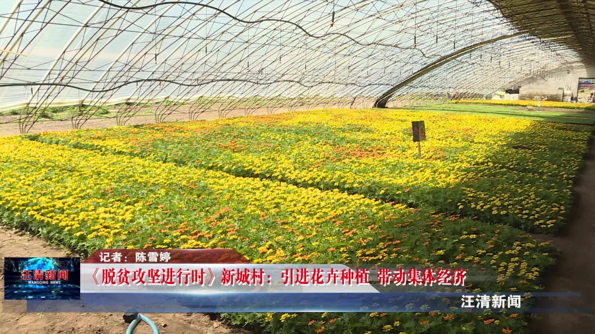 06月04日 《脱贫攻坚进行时》新城村：引进花卉种植 带动集体经济