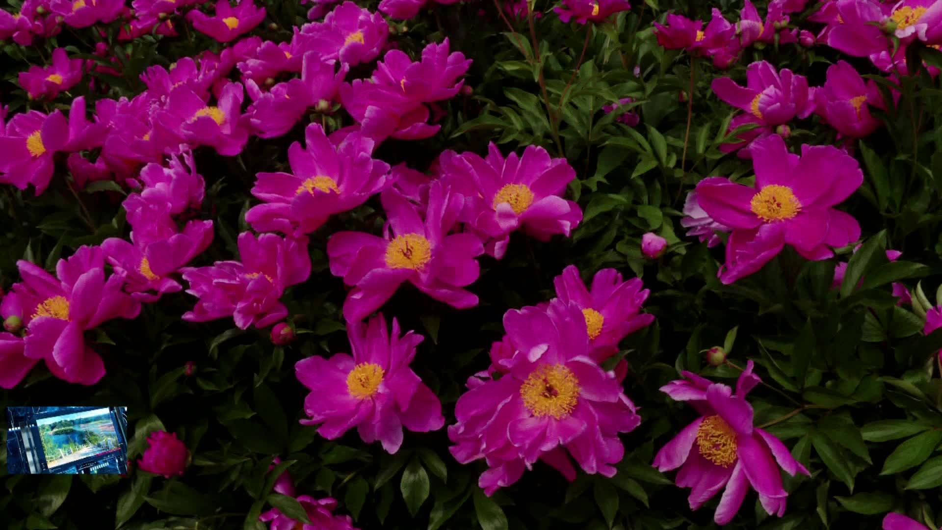 06月11日 赏花莫踩踏