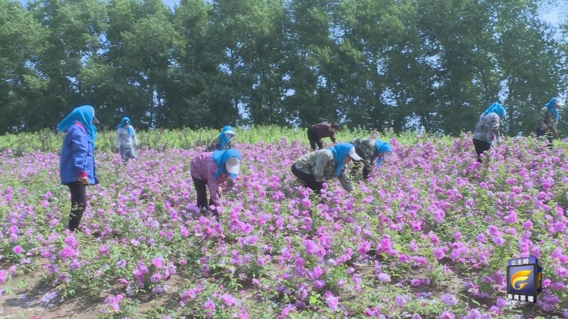 齐彦杰：农民种苗木  挣钱有门路