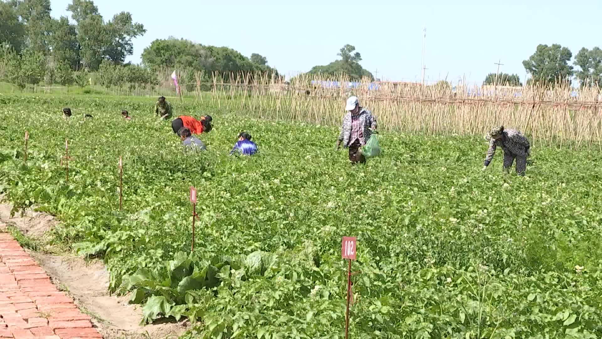 农安县亿家福农牧业专业合作社：把农业做成“艺术品”即打造“菜园”又打造“乐园”