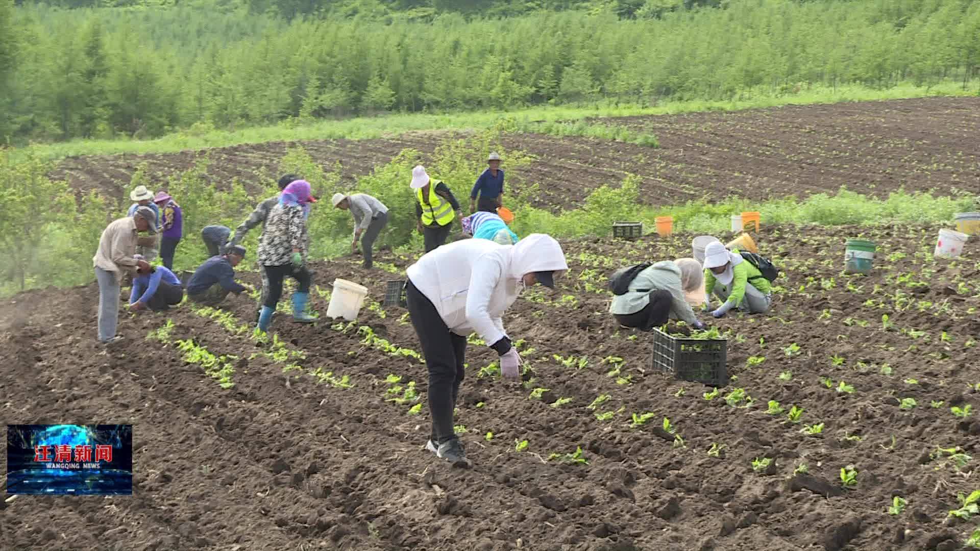 06月28日 复兴：种植返魂草， 增加村集体收入