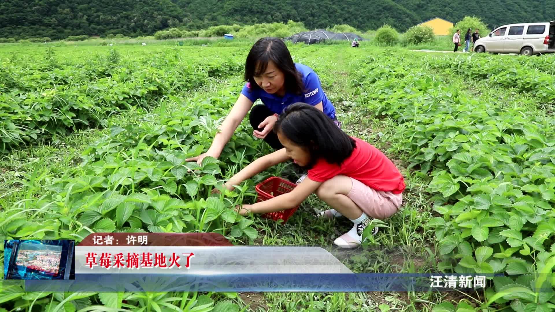 07月09日 草莓采摘基地火了