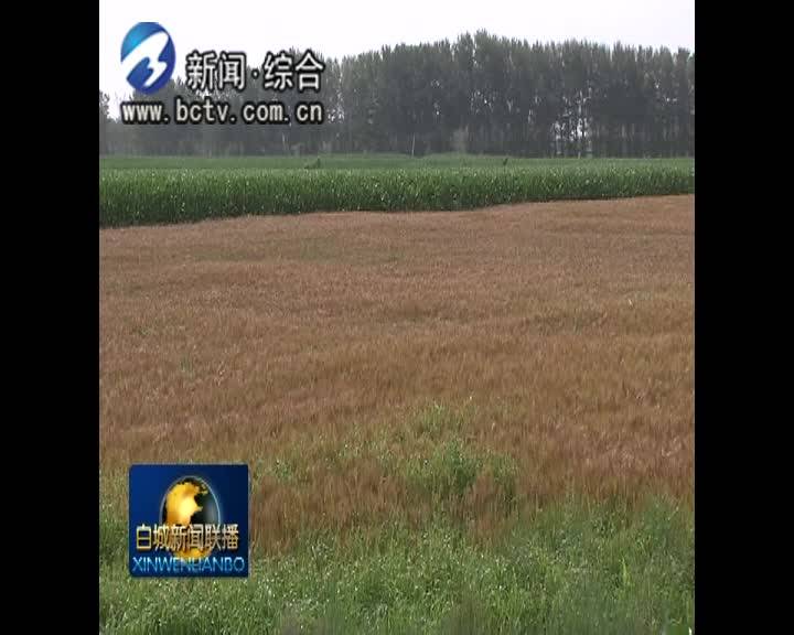 充沛降雨使我市旱田 水田长势良好