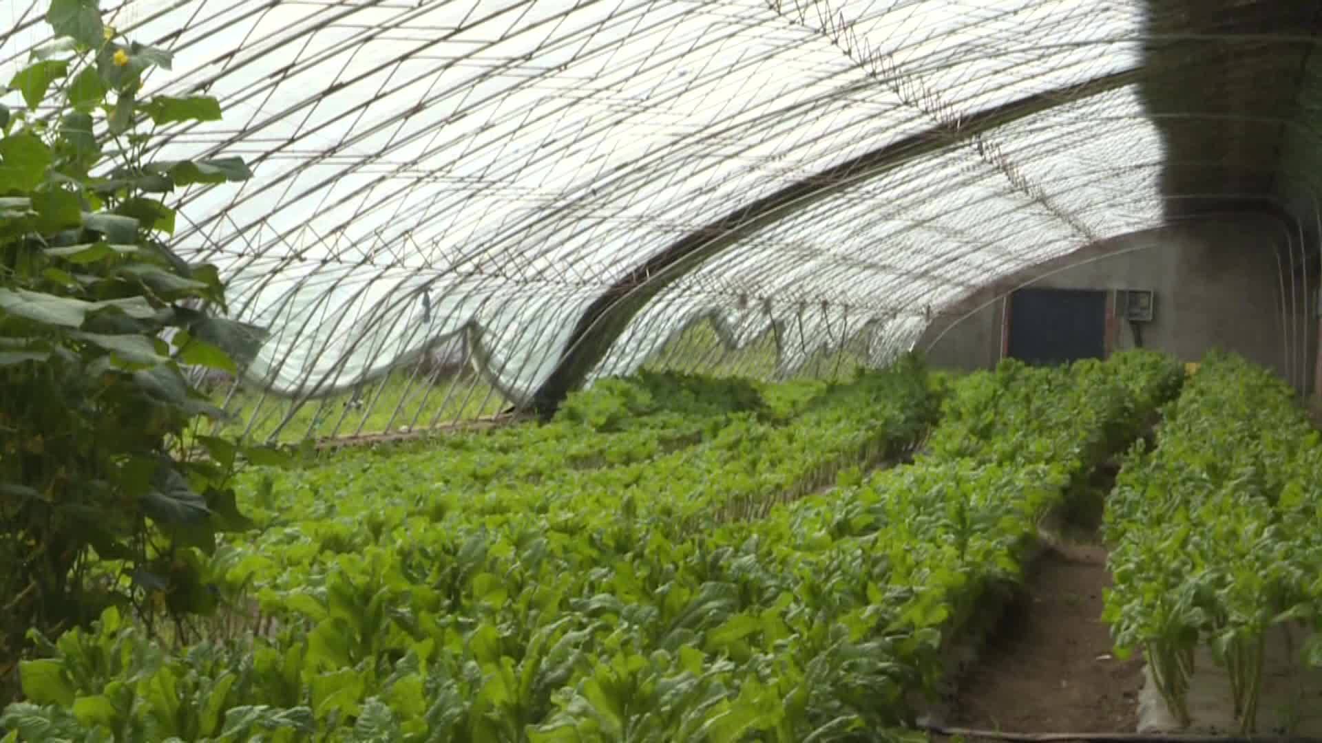 发展订单蔬菜种植，村民蔬菜不愁卖