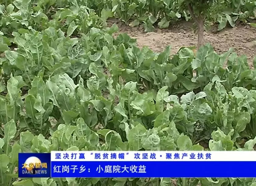 【坚决打赢“脱贫摘帽”攻坚战·聚焦产业扶贫】红岗子乡：小庭院大收益