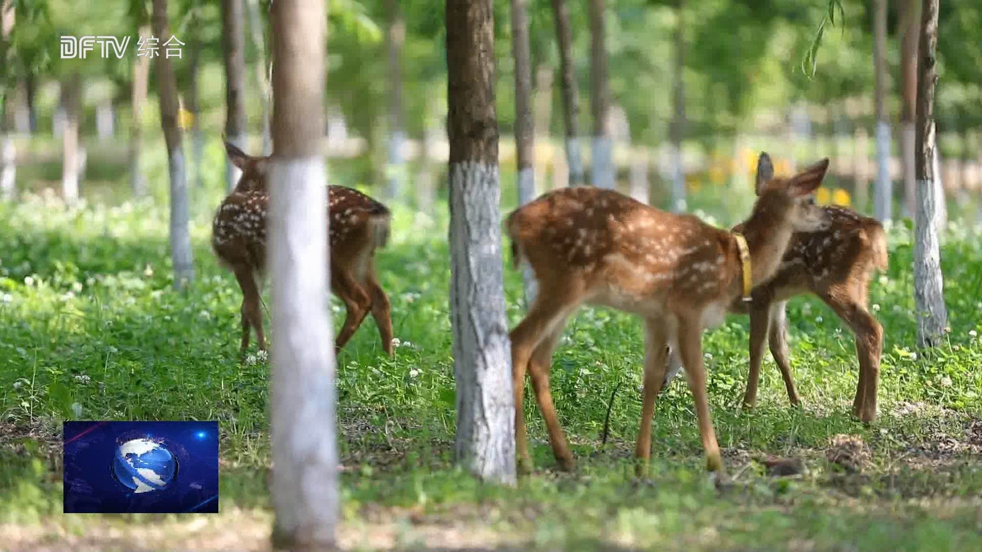 东丰县人工驯养观赏型梅花鹿惹人爱