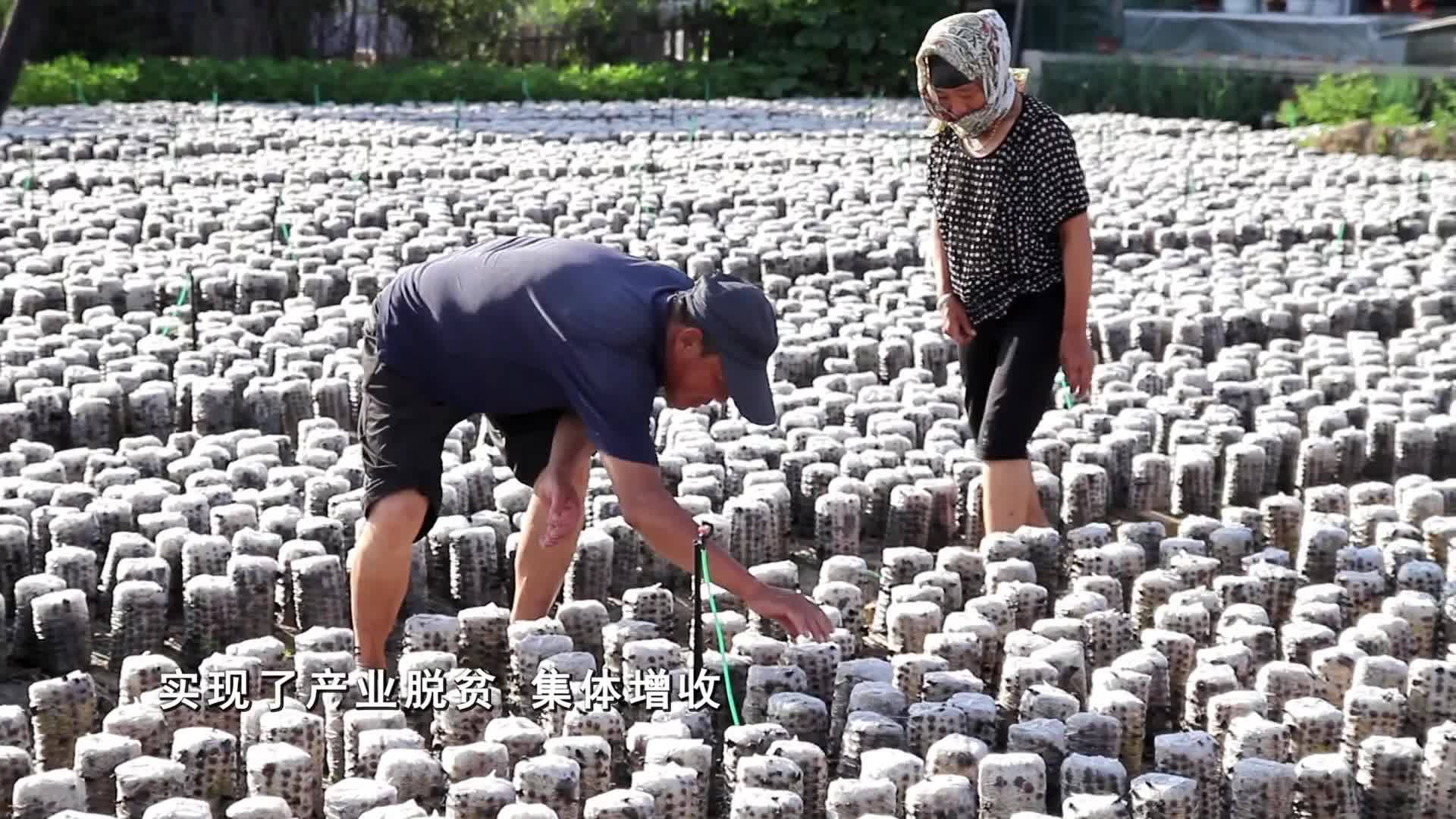 梅河口市双兴镇汇小碗木耳