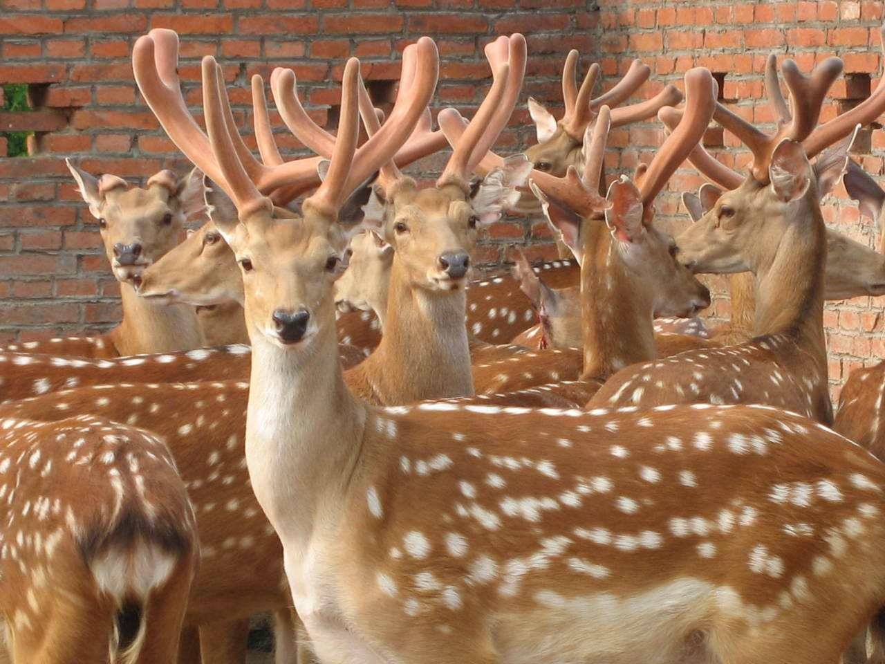 鹿茸的种类、生长特性