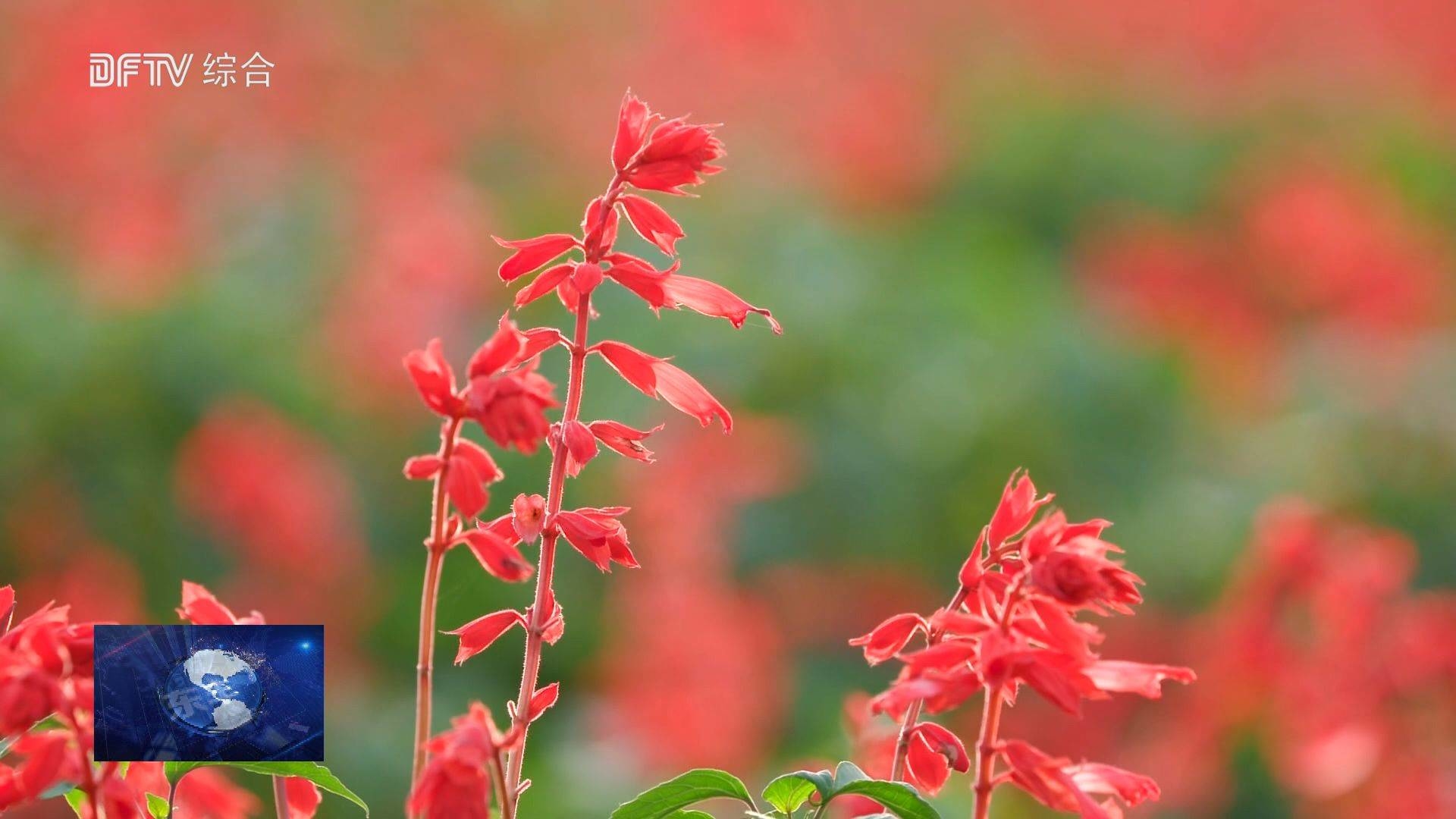 醉人花海 吐露芬芳