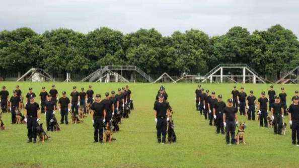 广州市公安机关举行警犬技术实战演练