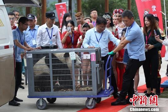 10只大熊猫同日“落户”南京全是8月出生的“狮子座”