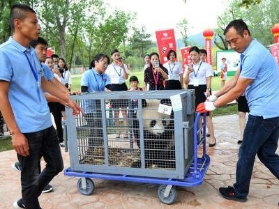 10只大熊猫同日“落户”南京 全是8月出生的“狮子座”