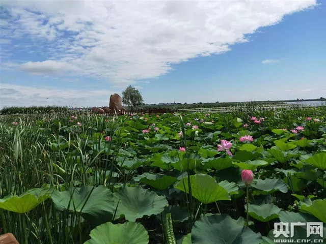 媒体前郭｜中央广播电视总台推出系列报道关注查干湖