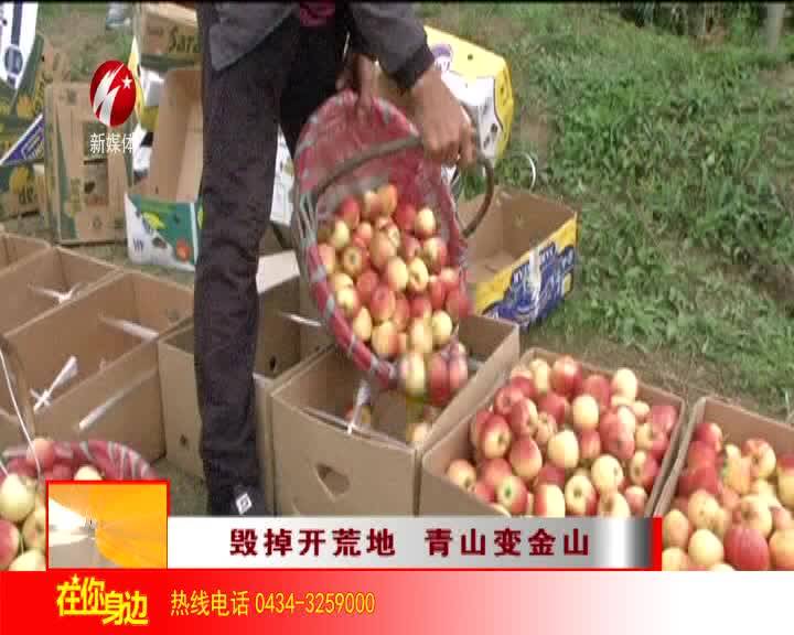 毁掉开荒地 青山变金山