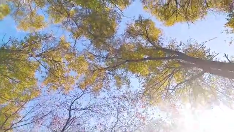 微视频|赏秋：走进南照山  与美景不期而遇