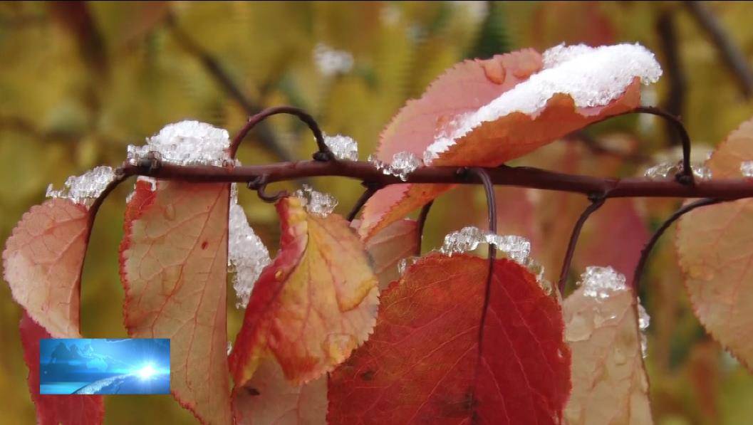 秋末飘雪拉开今冬序幕