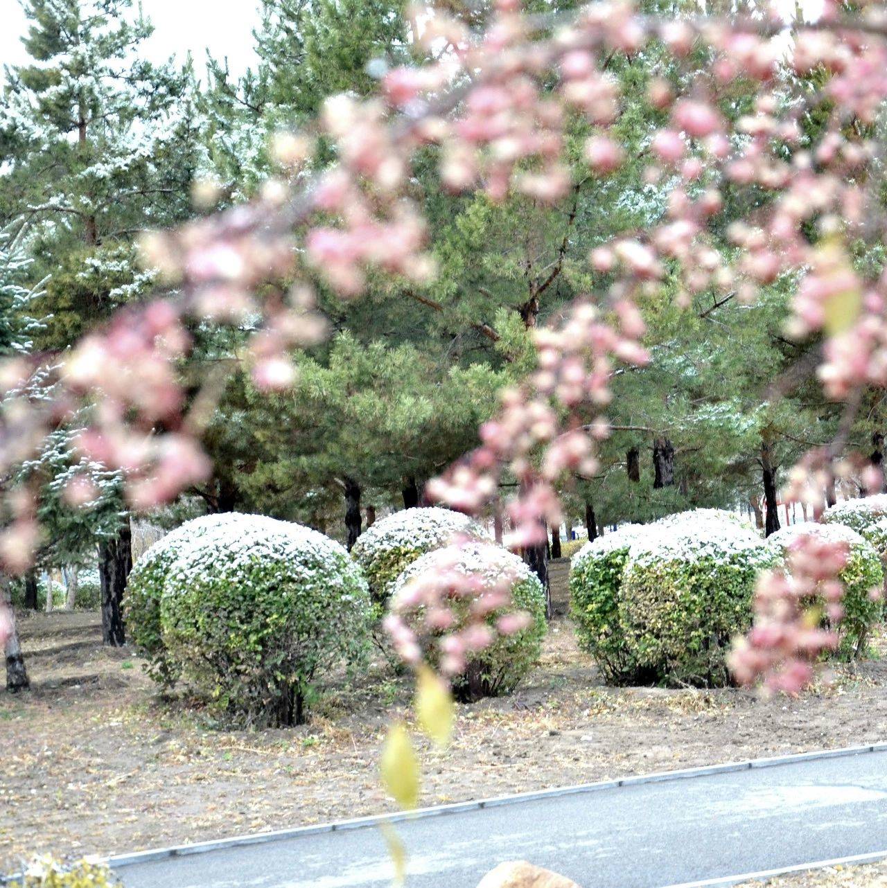 这场雪美醉鹤乡