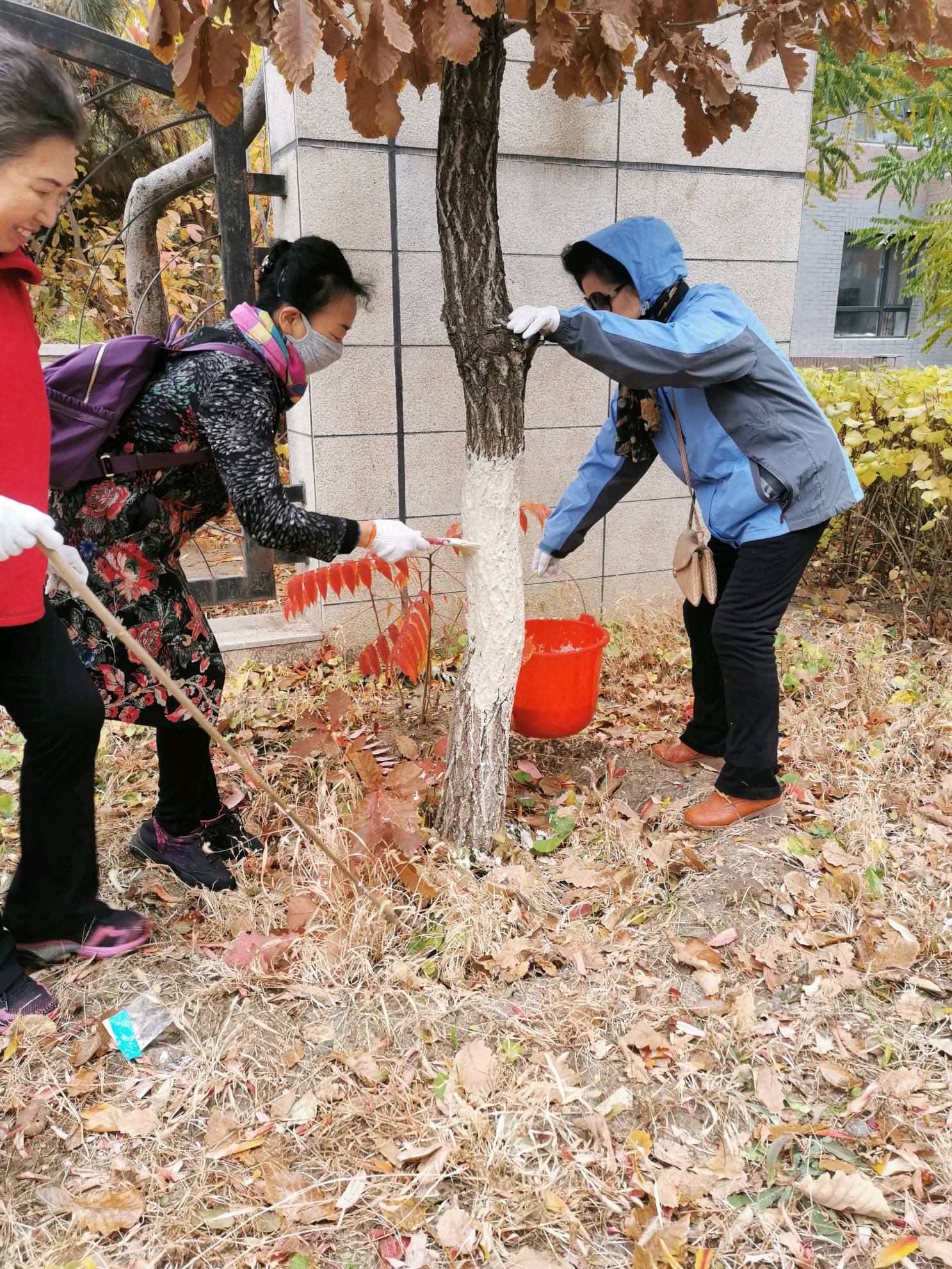 为树木穿冬衣  做好冬季防寒养护