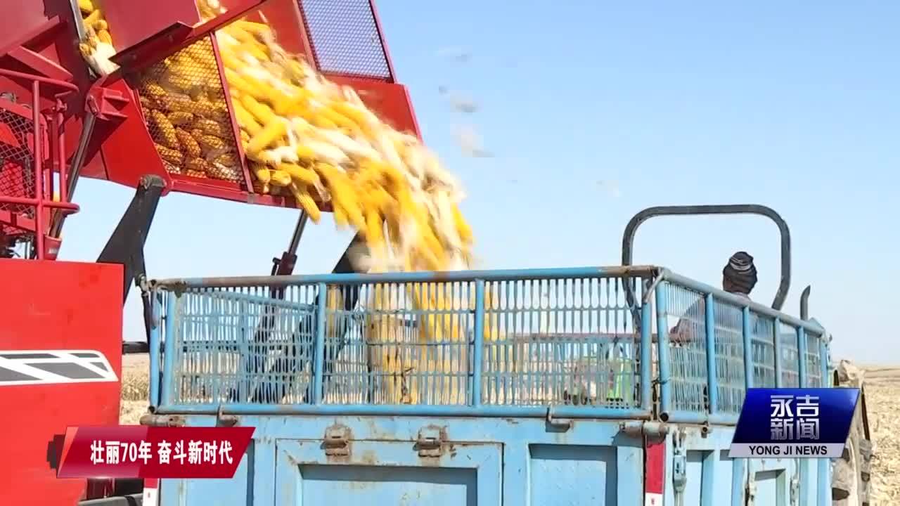 我县玉米秋收工作全面展开