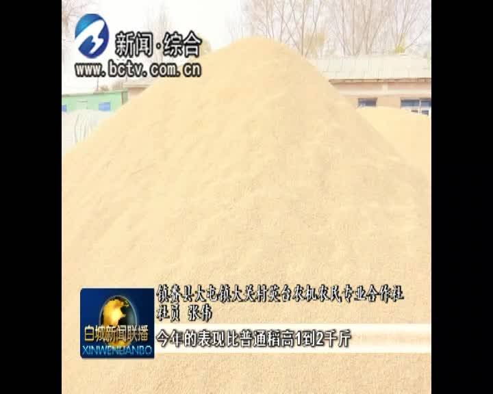 镇赉：吉粳816稻米在镇赉实验成功 收获颇丰