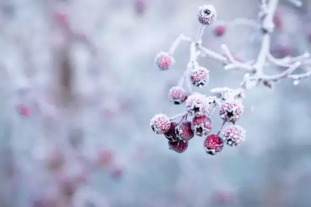 明日立冬，集安静待纯白季节的到来。