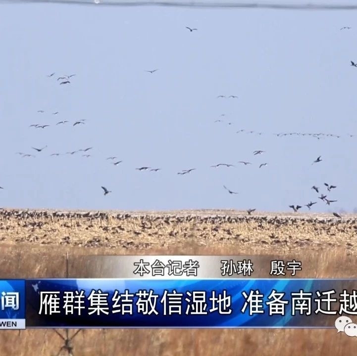 雁群集结敬信湿地 准备南迁越冬