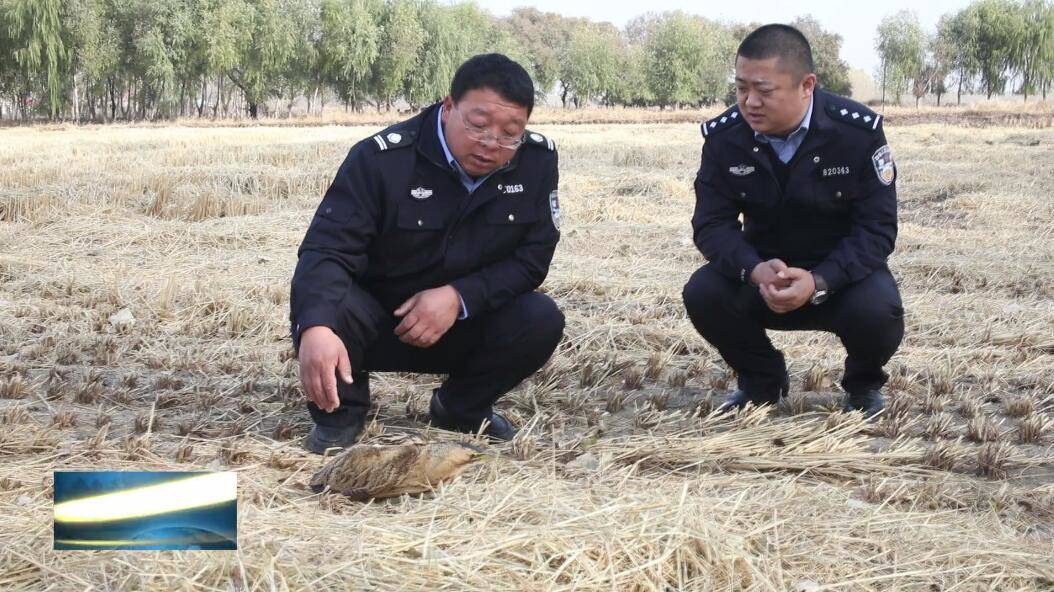 野保志愿者救助野生大麻鳽 爱鸟护鸟渐成风尚