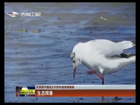 【庆祝新中国成立70周年微视频展播】生态珲春