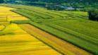 【奋进正当时】吉林省又有7家企业成为农业产业化国家“龙头”！